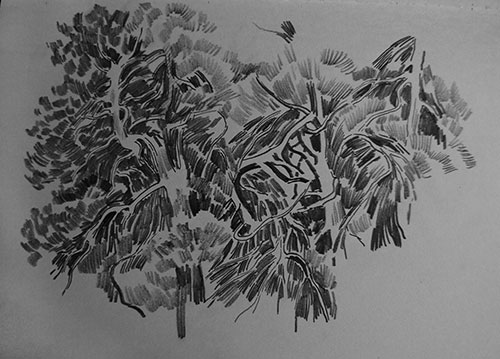 The painter Anton Vyrva. Artwork Picture Painting Canvas Landscape Sketch. Drawing of pines. 22 x 30 cm, pencil, paper